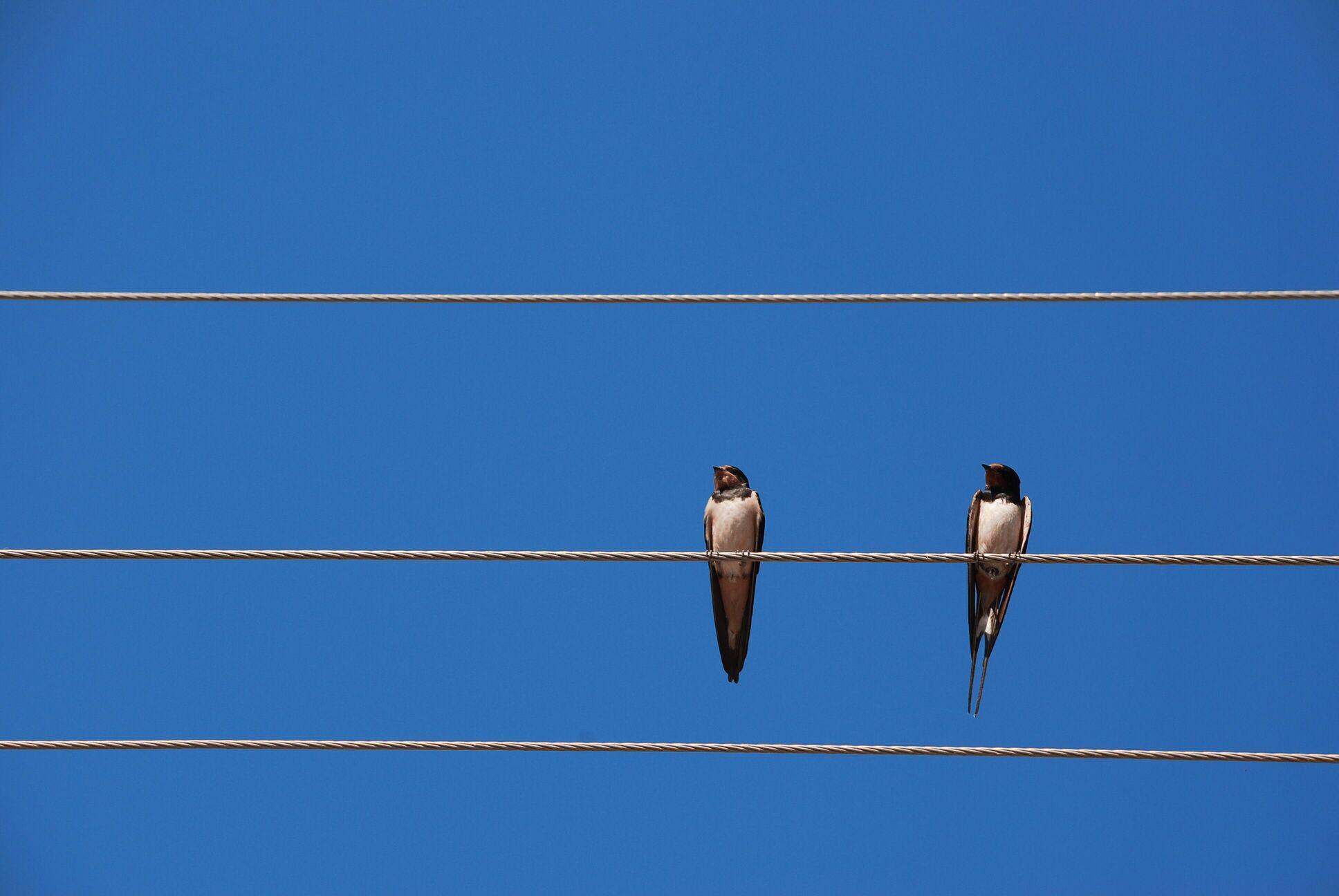 Fjord Dubbing Norwegisch übersetzen